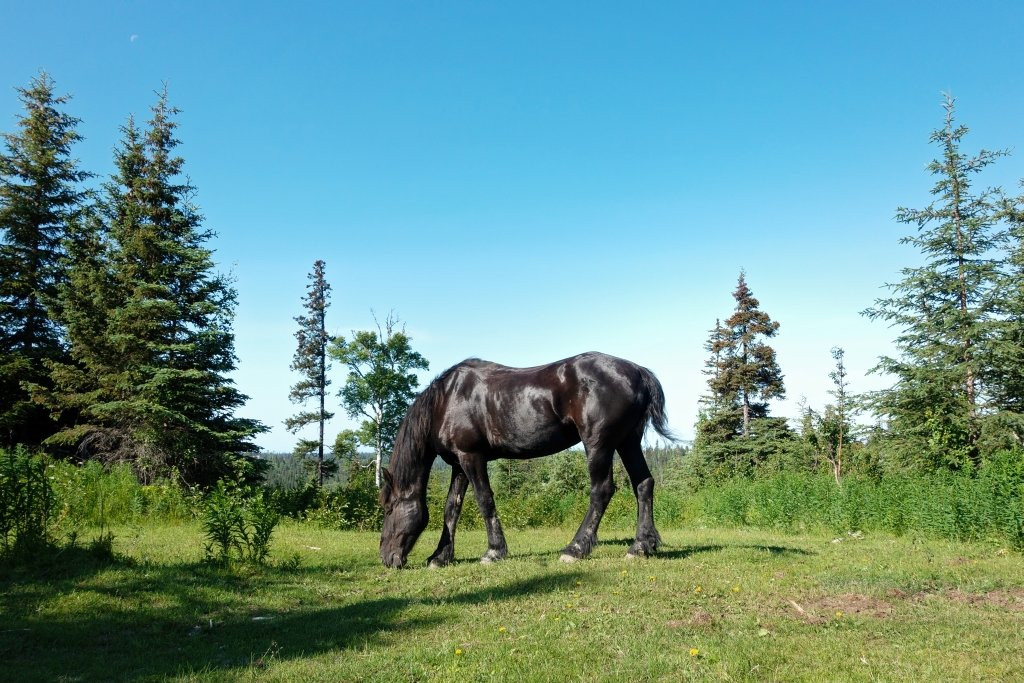 Alaska Draft Horse景点图片