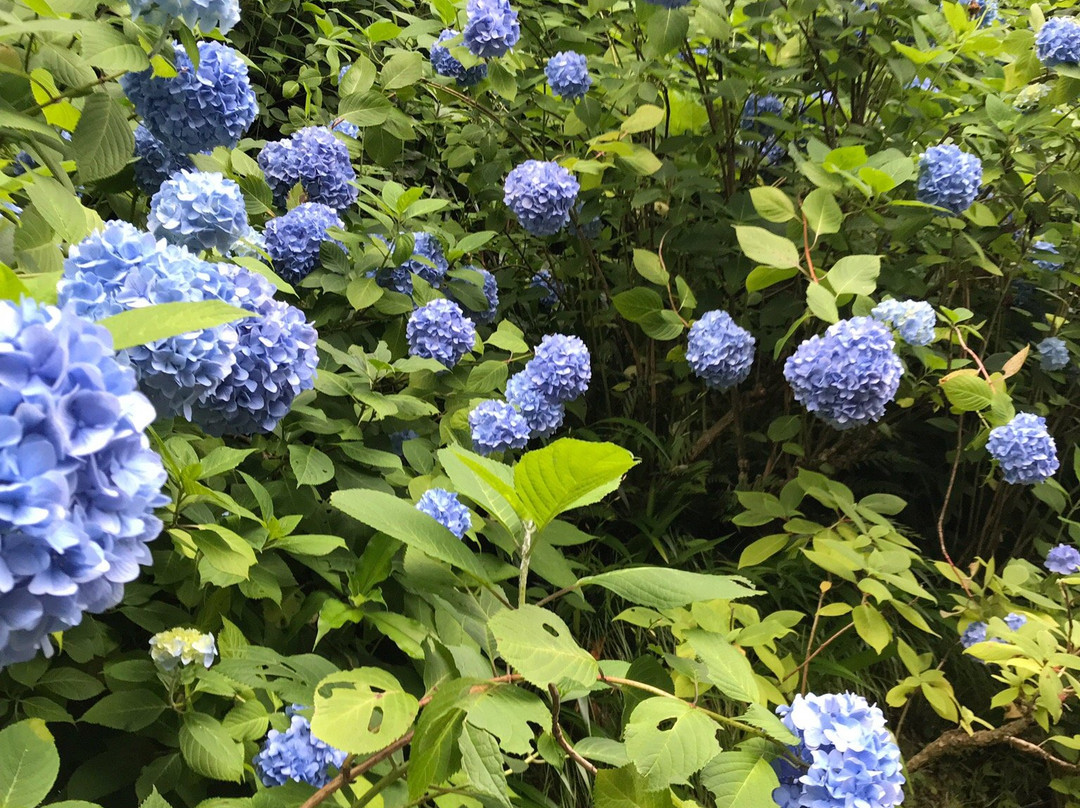 明月寺（紫阳花寺）景点图片