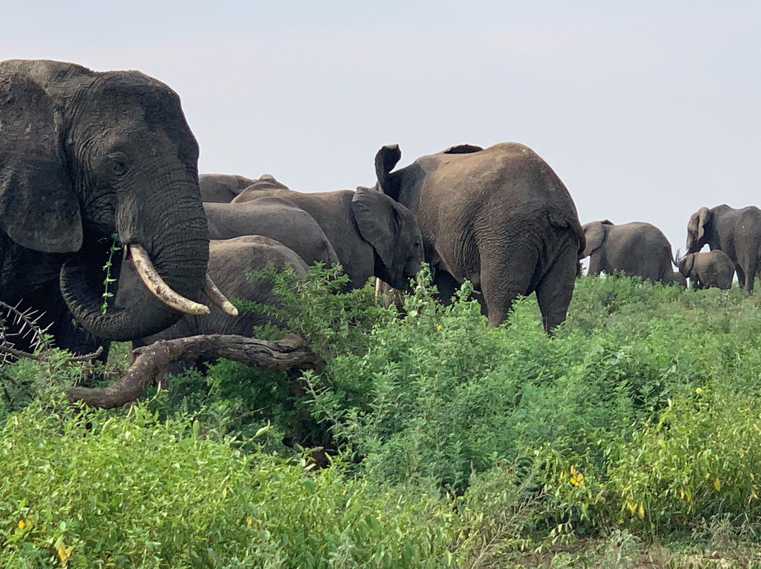 Lakato Safaris-坎帕拉必去景点