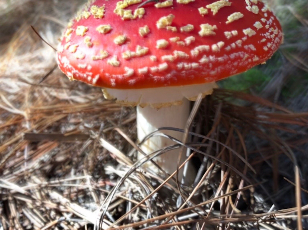 Paihia Mountain Bikes-Waitangi必去景点