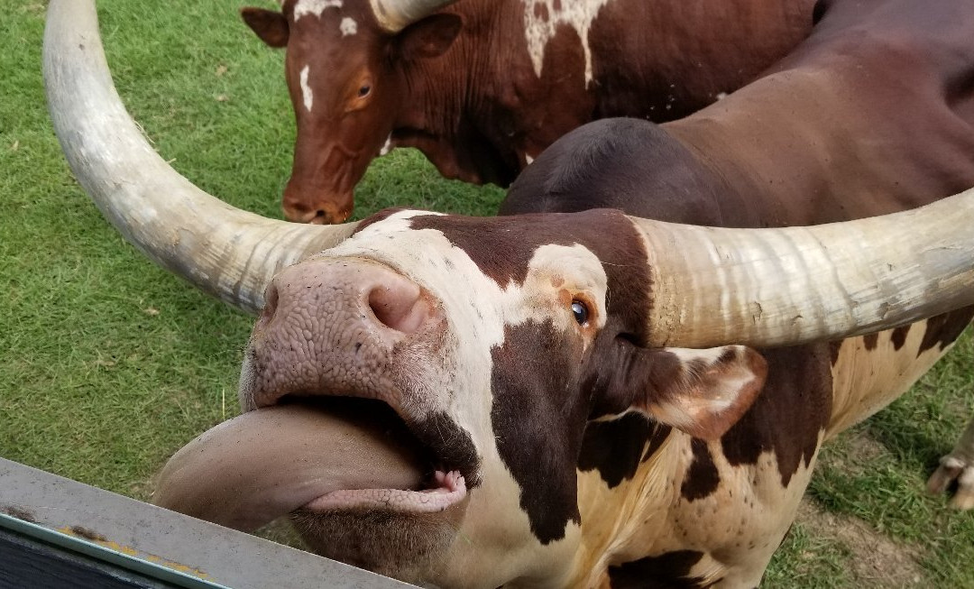 Gone Wild Safari Park-Pineville必去景点