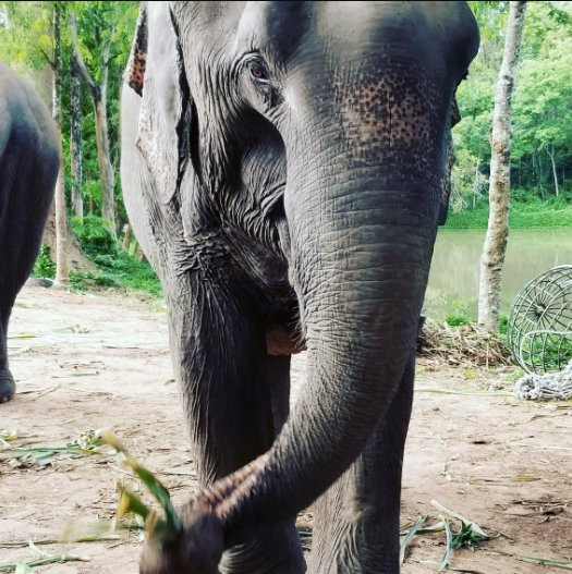 Sappraiwan Elephants Sanctuary景点图片