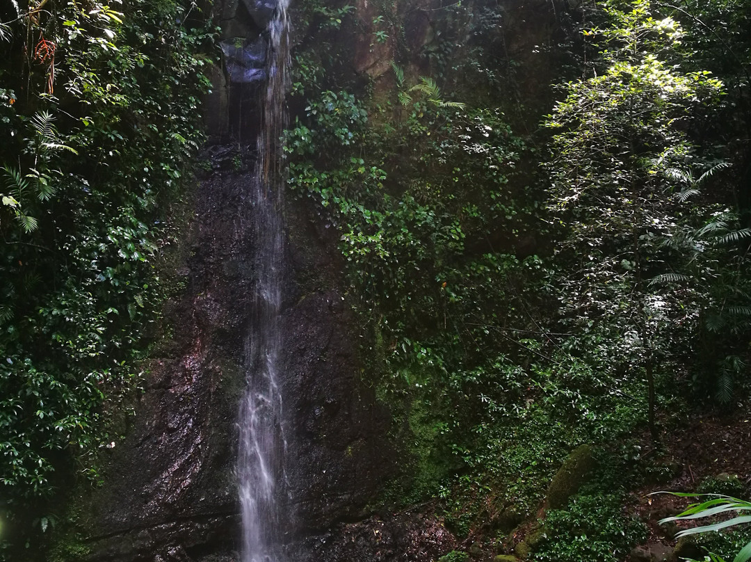 Reserva Forestal Grecia Sector Bosque del Nino景点图片