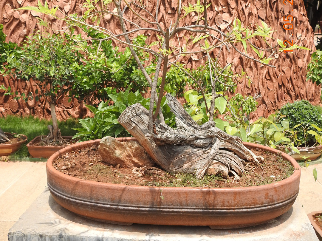 Kishkindha Molika Bonsai Garden-迈索尔必去景点