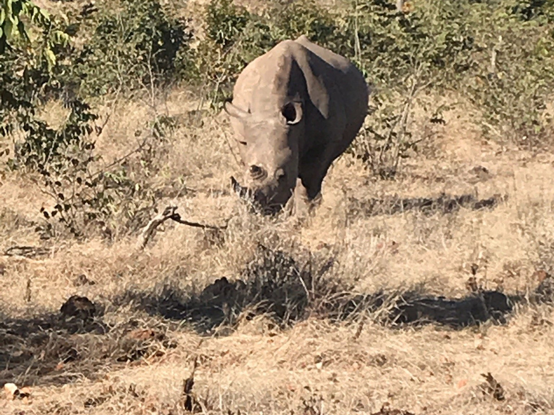 Livingstone Rhino Safaris-李文斯顿必去景点