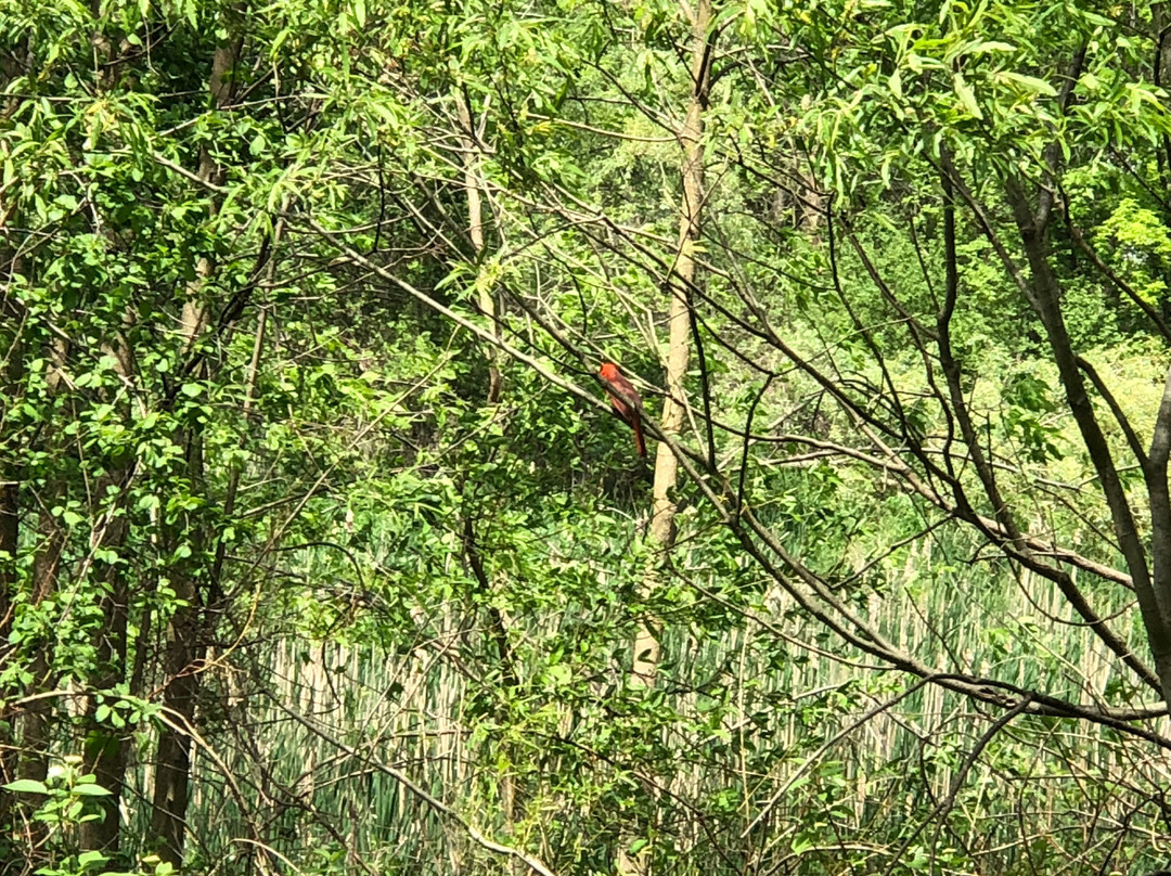Thomas Creek Wetlands Walk-Fairport必去景点