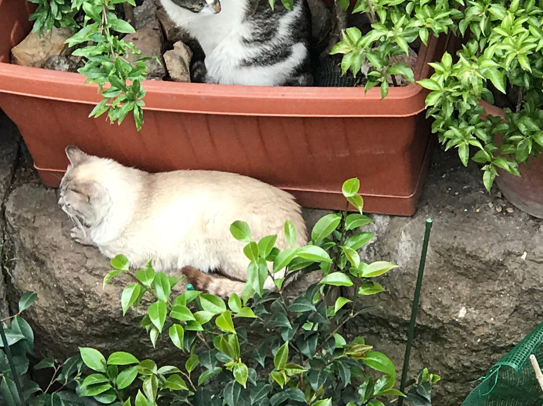 银塔猫咪收留所-罗马必去景点