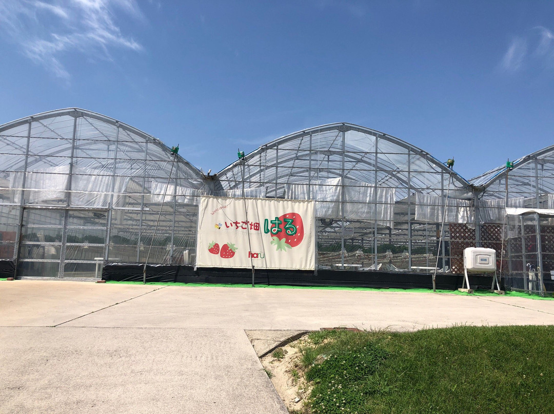 Strawberry Farm Haru-岸和田市必去景点
