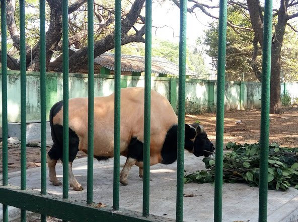 Thrissur Zoo & Museum景点图片