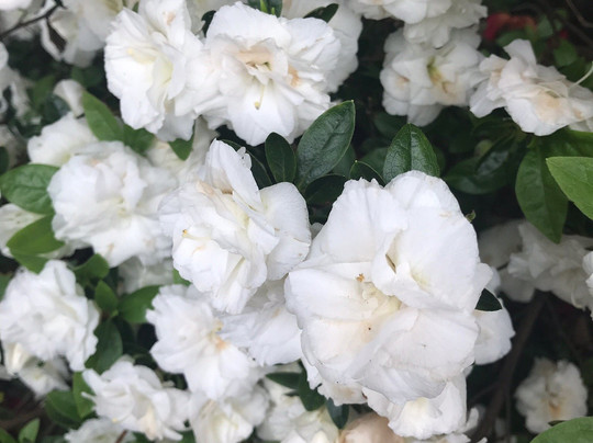 Whitney Gardens and Nursery-Brinnon必去景点