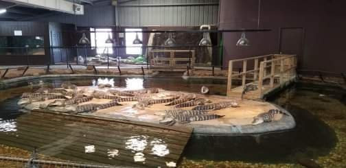 Reptile Lagoon景点图片