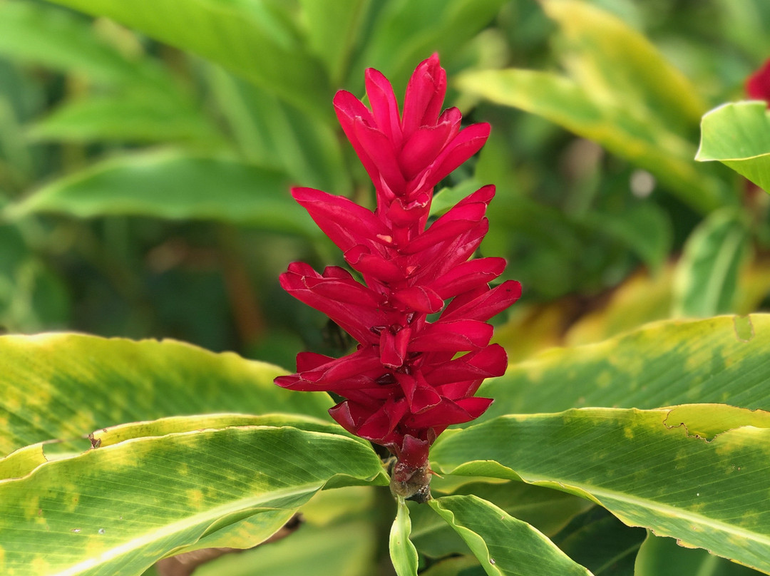 Plantation Beauvallon-Le Morne-Rouge必去景点