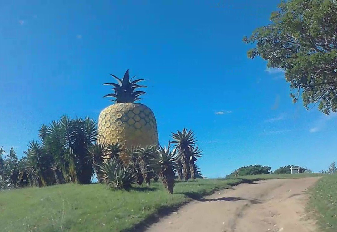 The Big Pineapple景点图片