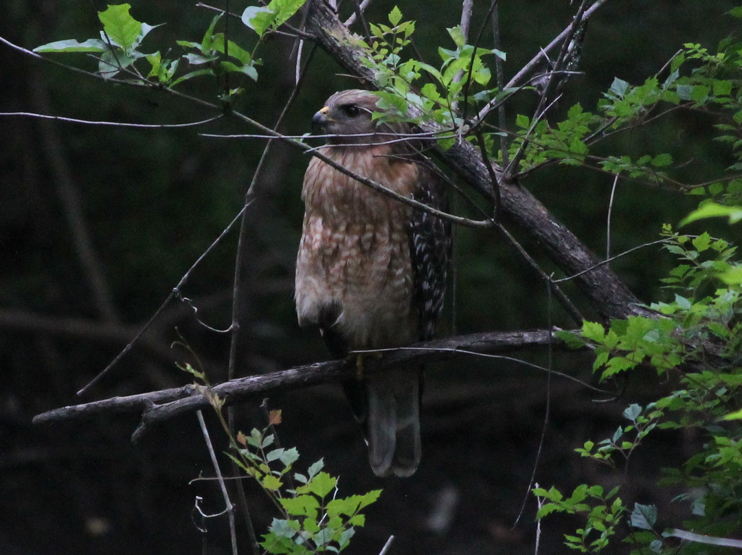 Tom Brown Park-塔拉哈西必去景点