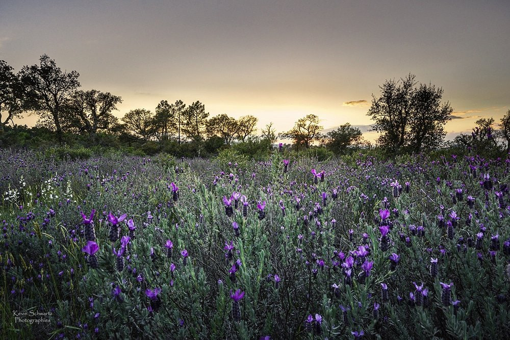 Réserve Naturelle Nationale de la Plaine des Maures-La Garde-Freinet必去景点