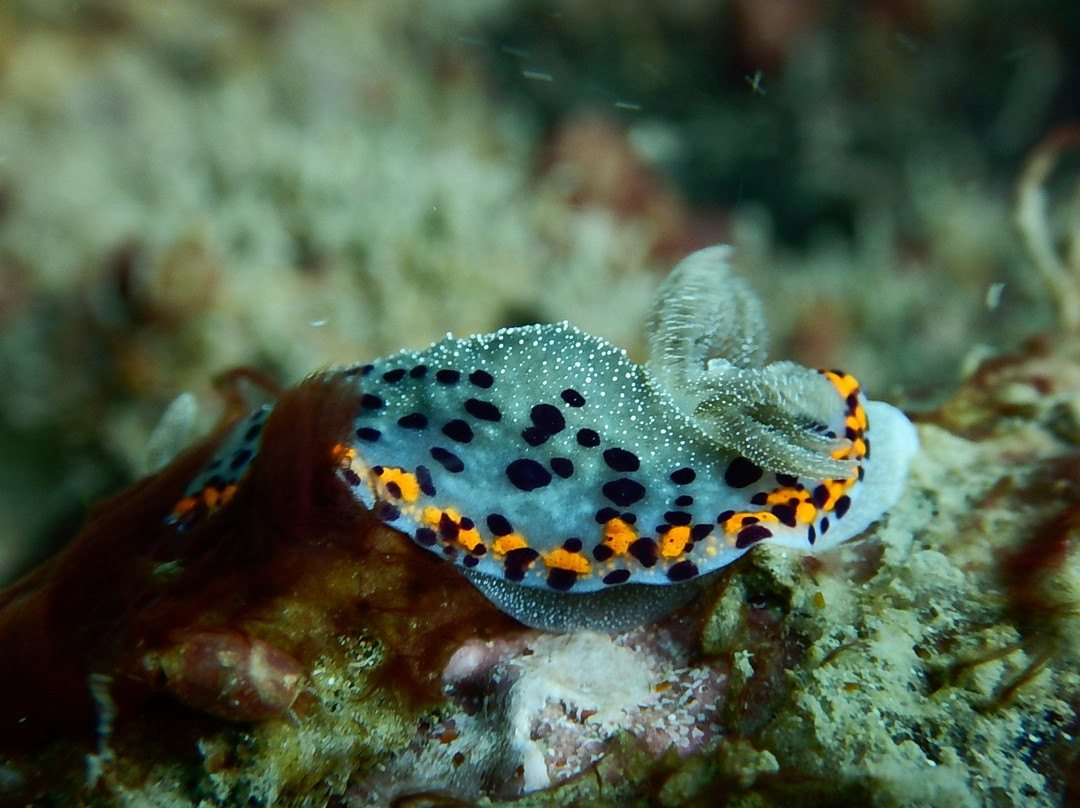 West Coast Adventures Kapu-乌杜皮必去景点