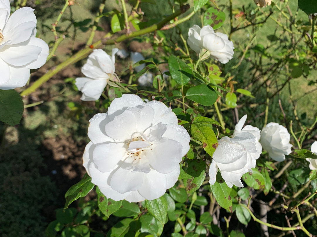 Villa Beryl Guesthouse in Vryheid主图