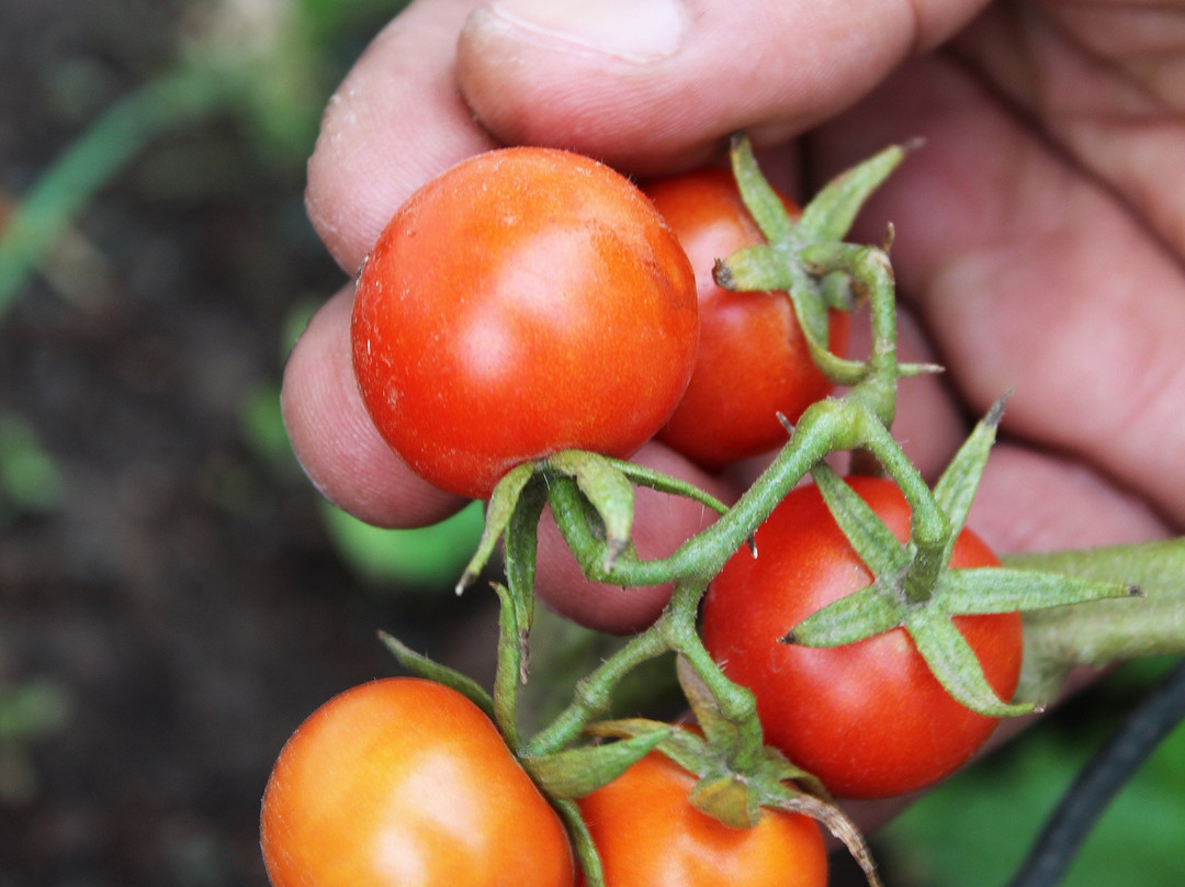 Rotterdam Estates主图