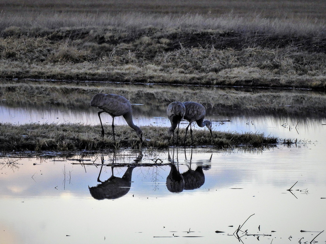 Monte Vista National Wildlife Refuge-Monte Vista必去景点