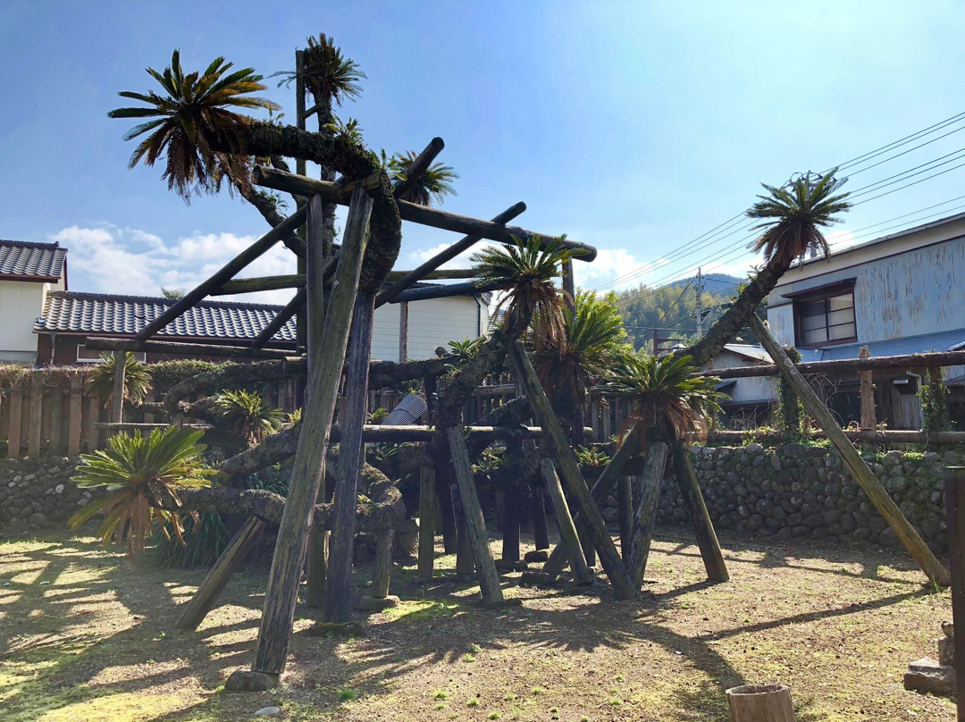 Big Sago Palm of Shimmachi景点图片