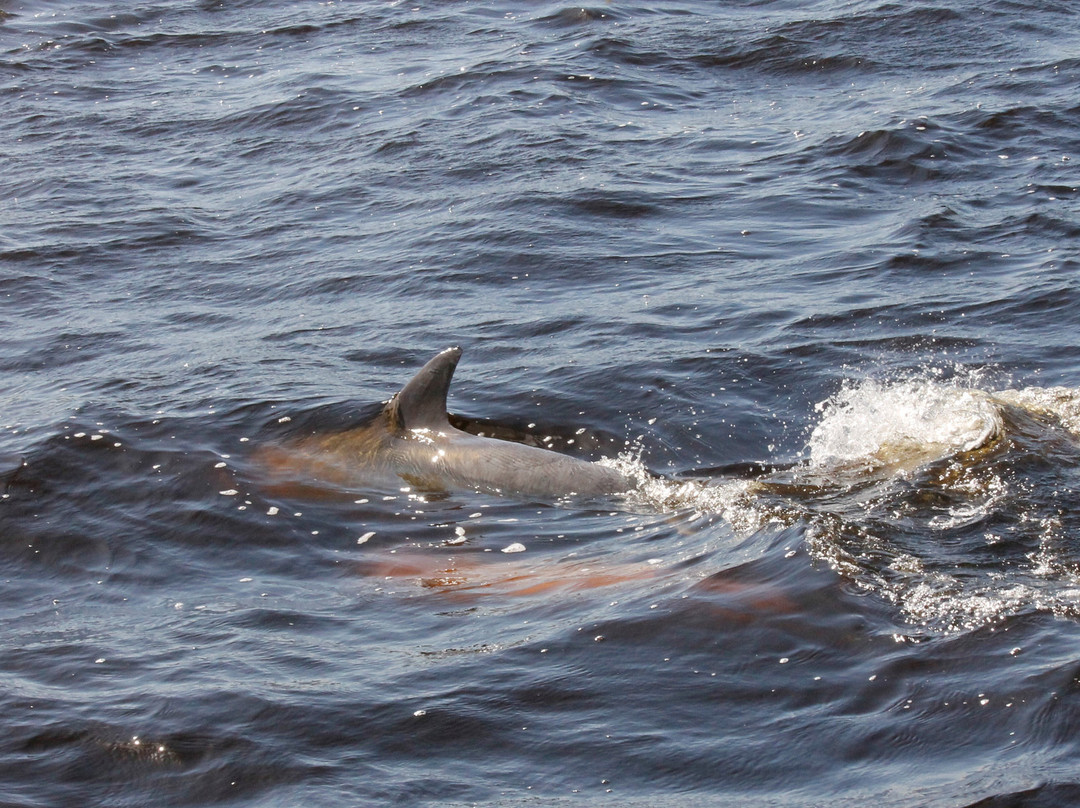 Whitcomb Bayou-塔彭斯普林斯必去景点