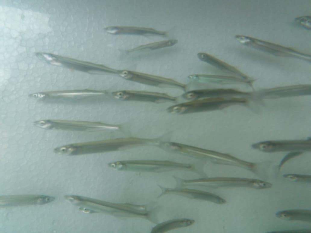 Yacht Lago Titicaca主图