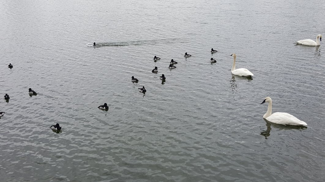 Trumpeter Swan viewing on Magness Lake景点图片