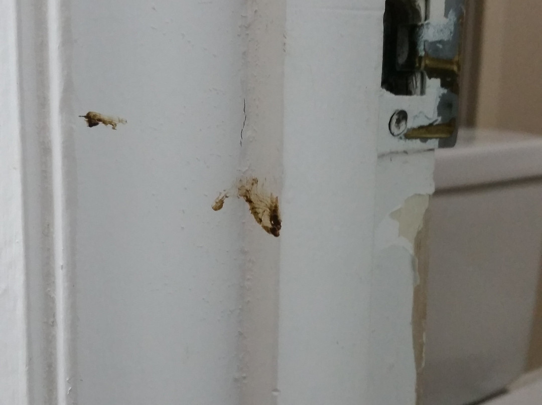 Super 8 by Wyndham Locust Grove主图