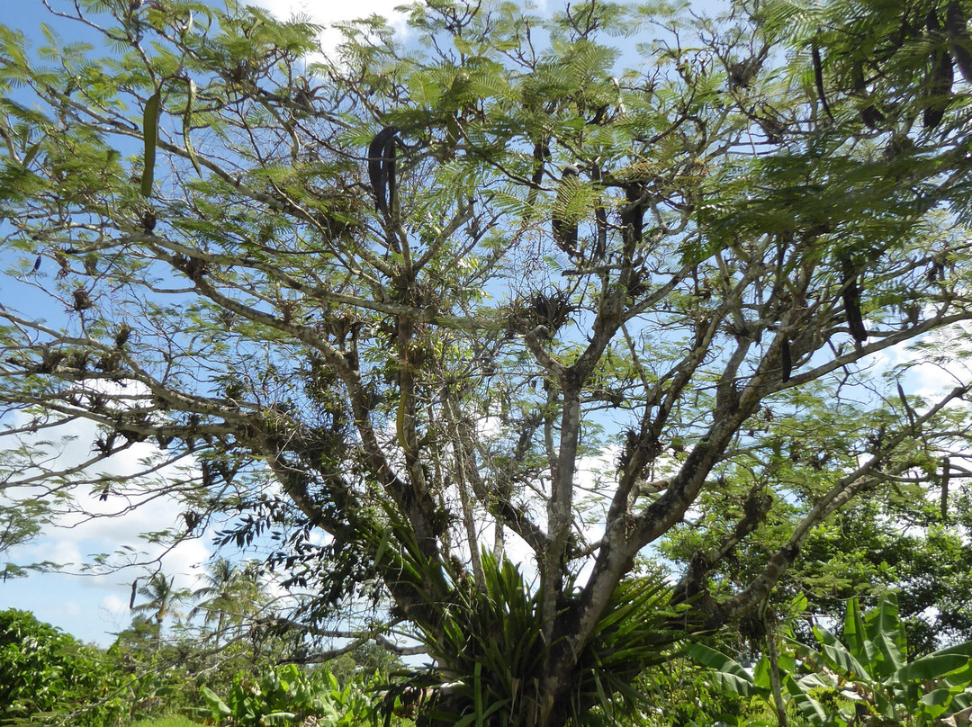Commewijne River-帕拉马里博必去景点