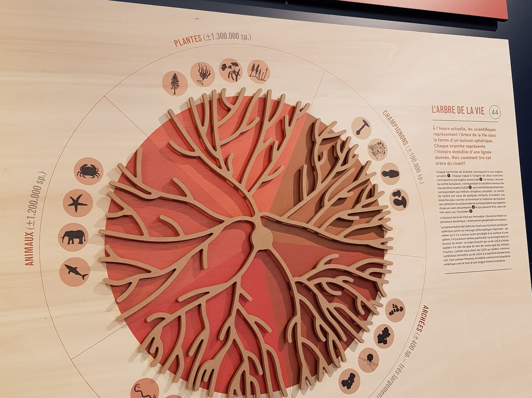 Muséum régional des Sciences naturelles-蒙斯必去景点