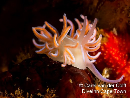 Dive Inn Diving & Touring-Plumstead必去景点