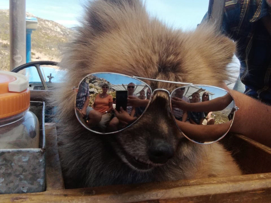 Protea Farm Tractor Trips-蒙提古必去景点