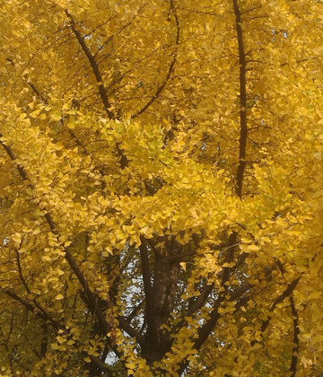 康健园-上海市必去景点
