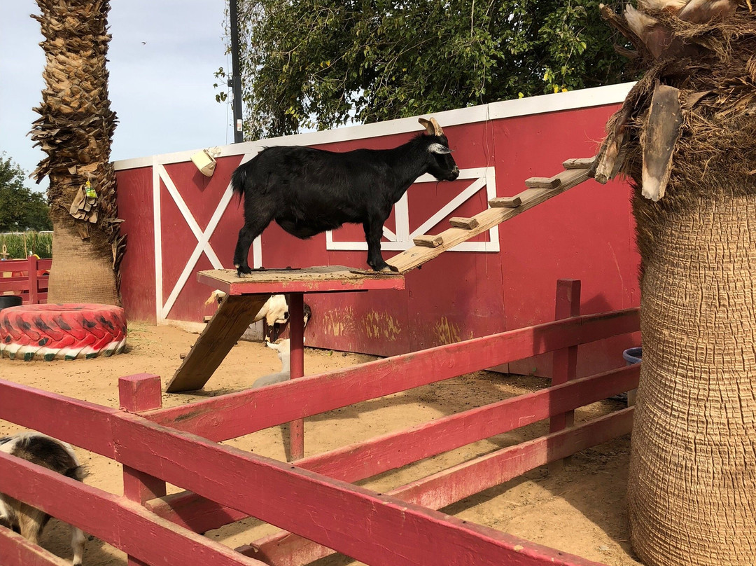 Tolmachoff Farms-格兰岱尔必去景点