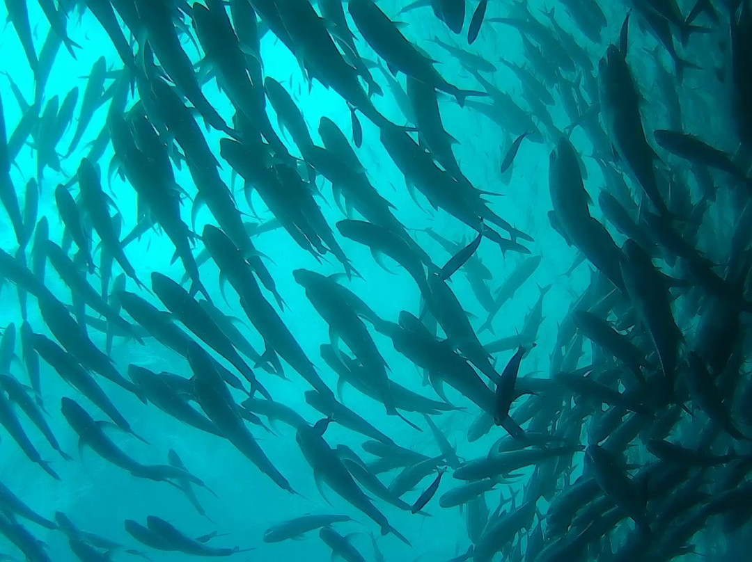 Coral Sea Dive Cebu-拉普拉普必去景点