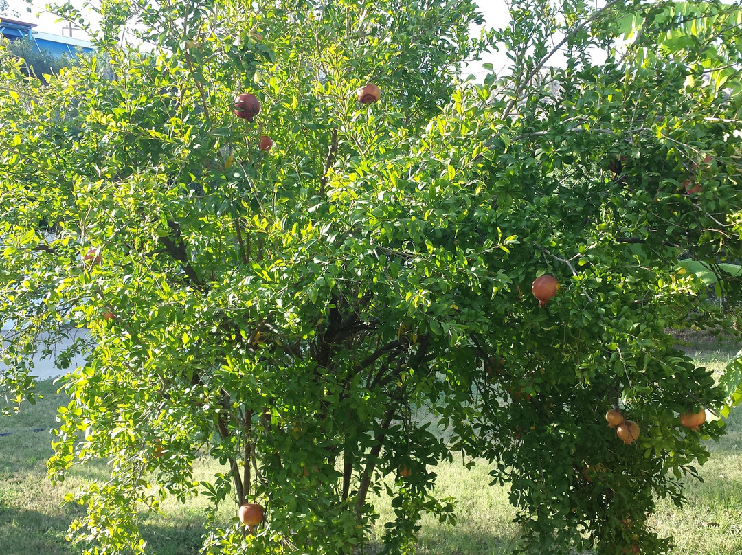 Anastasia's Garden主图