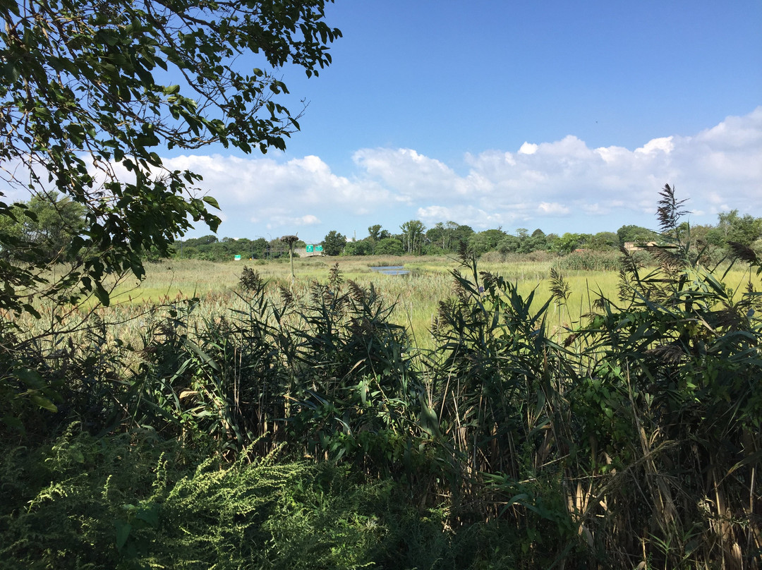 Norman J. Levy Park & Preserve景点图片