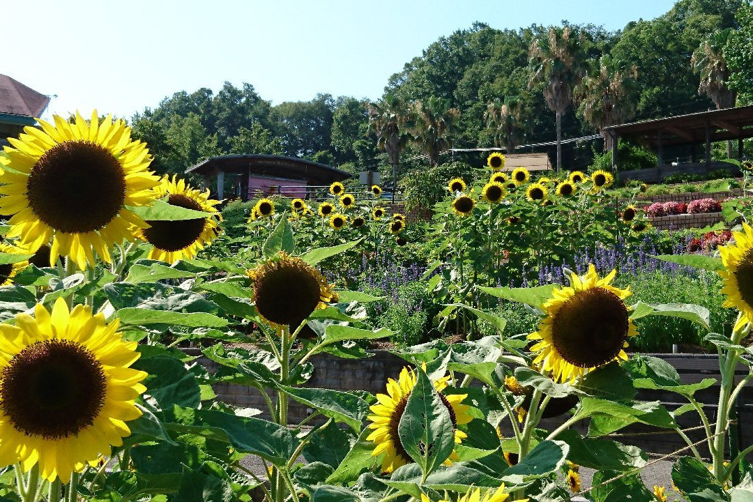 岩出市旅游景点-Wakayama Botanical Park