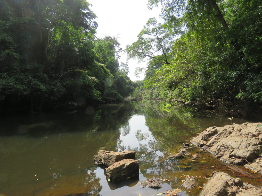 Gola Rainforest National Park景点图片