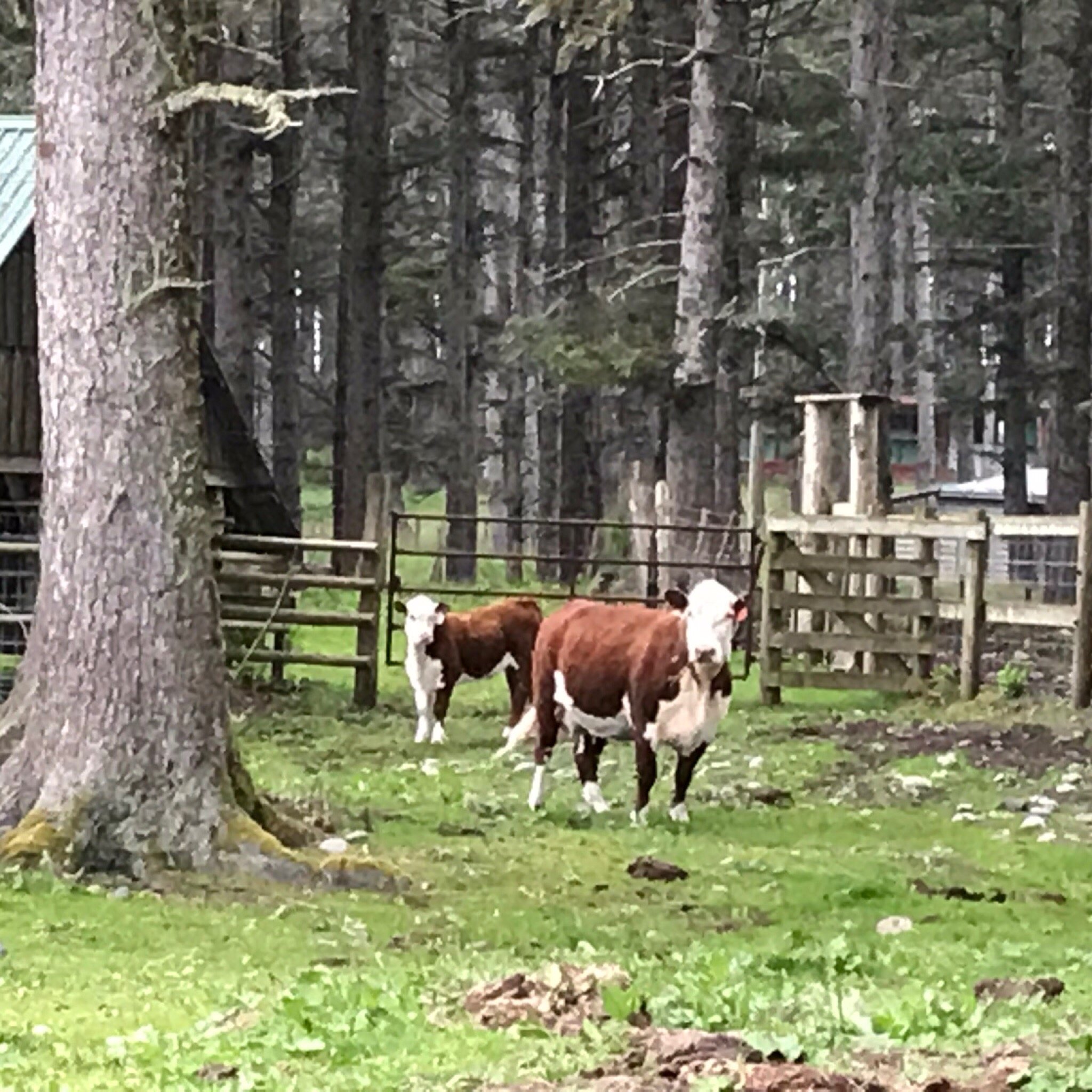 Richardson Ranch-官方