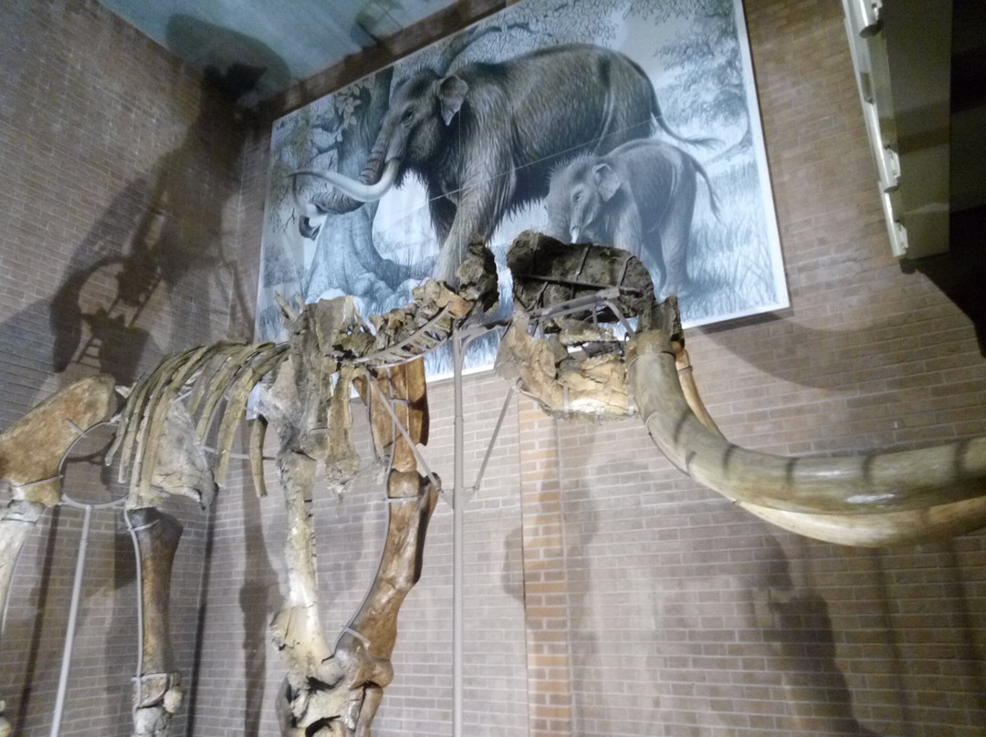 Museo della Venere e dell'Elefante景点图片
