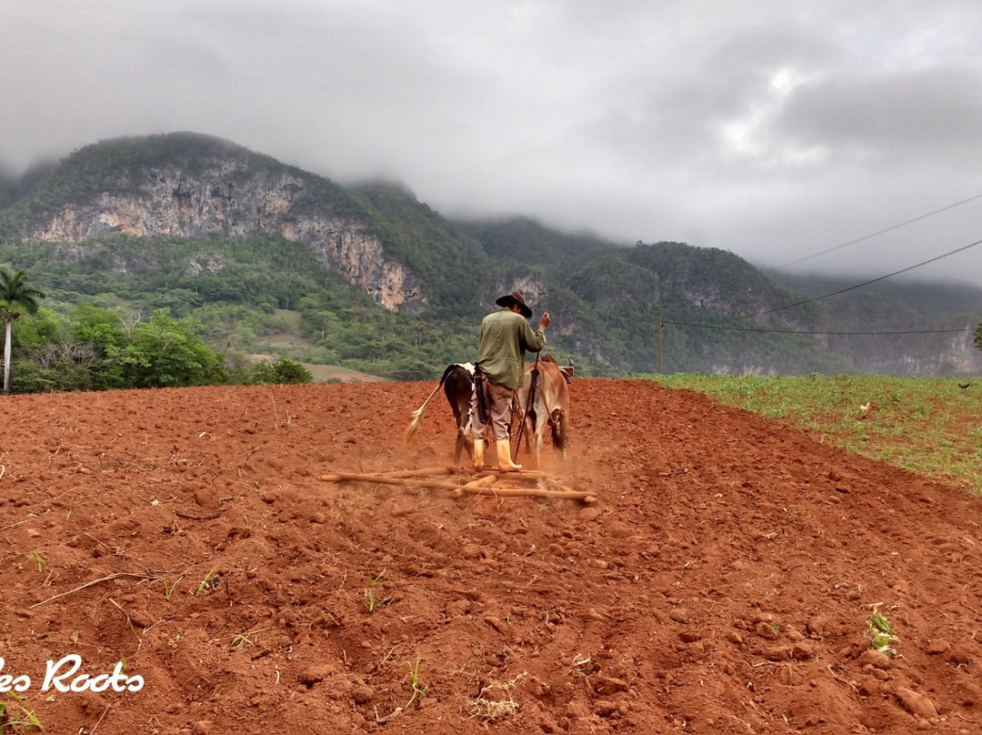 Vinales Roots景点图片