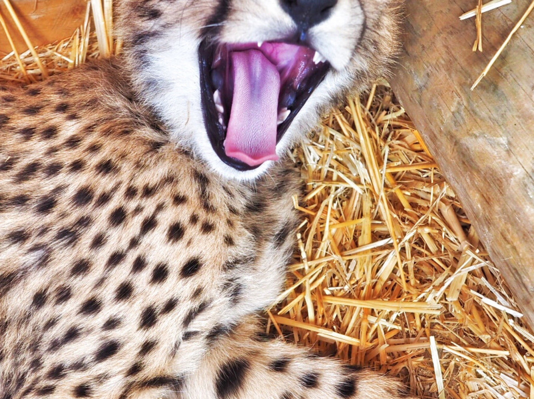 Cheetah Outreach - Somerset West景点图片