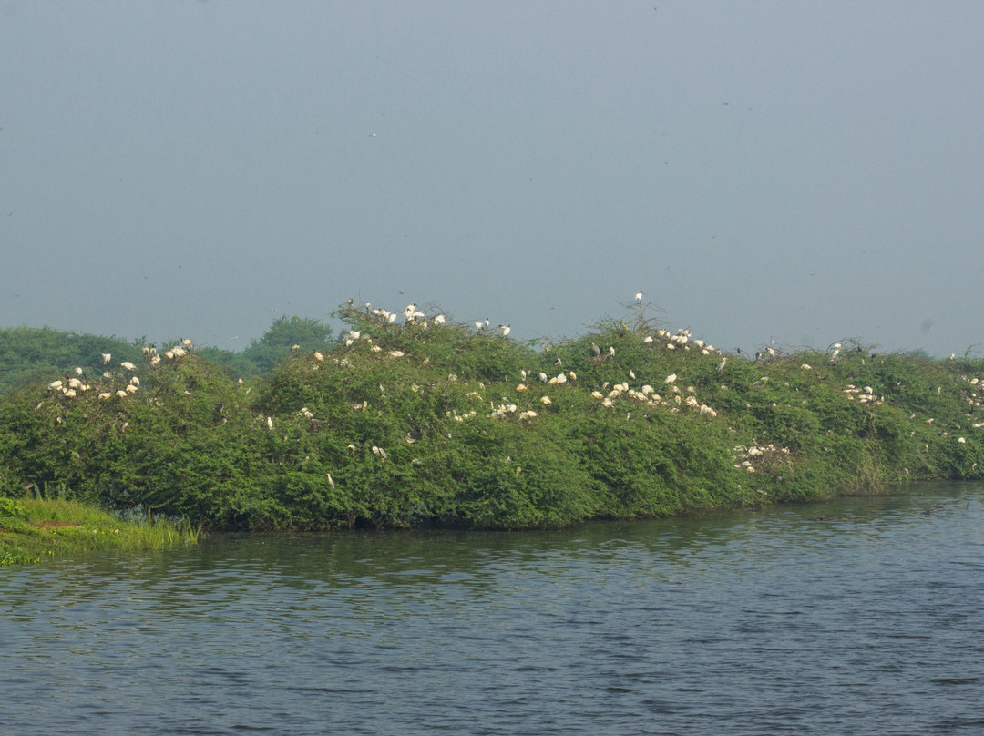 Vaduvoor Bird Sanctuary景点图片
