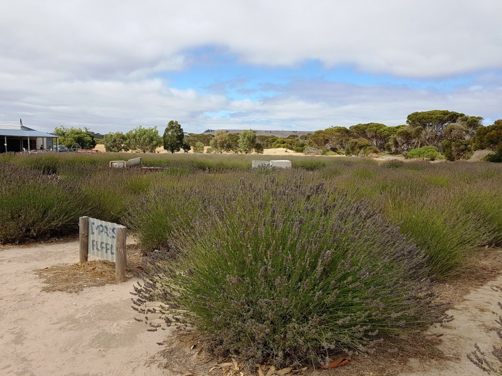 Emu Bay Lavender景点图片
