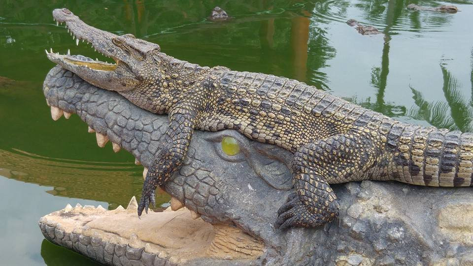 Blue Sky Crocodile Land (Long Xuyen Crocodile)景点图片