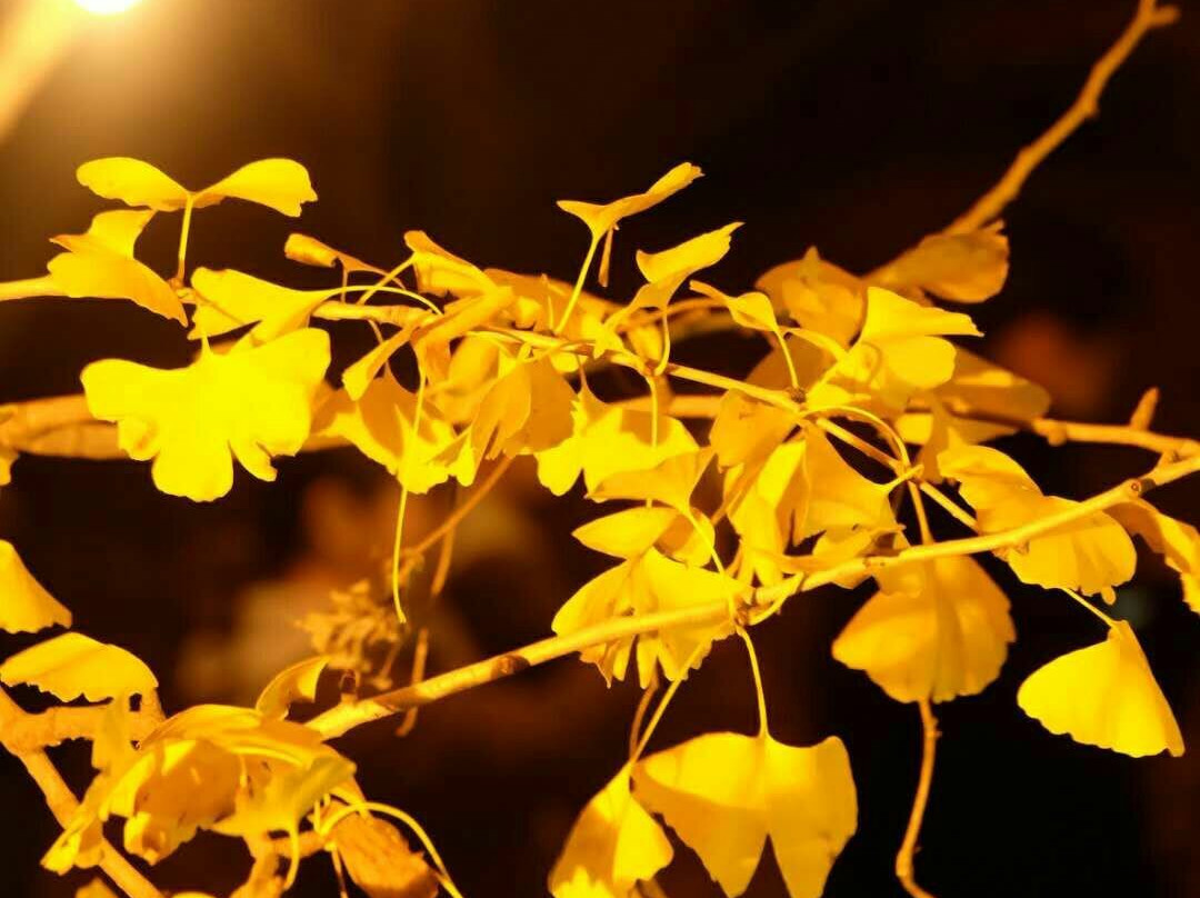 Tarumizu Sembon Ginkgo Garden-垂水市必去景点