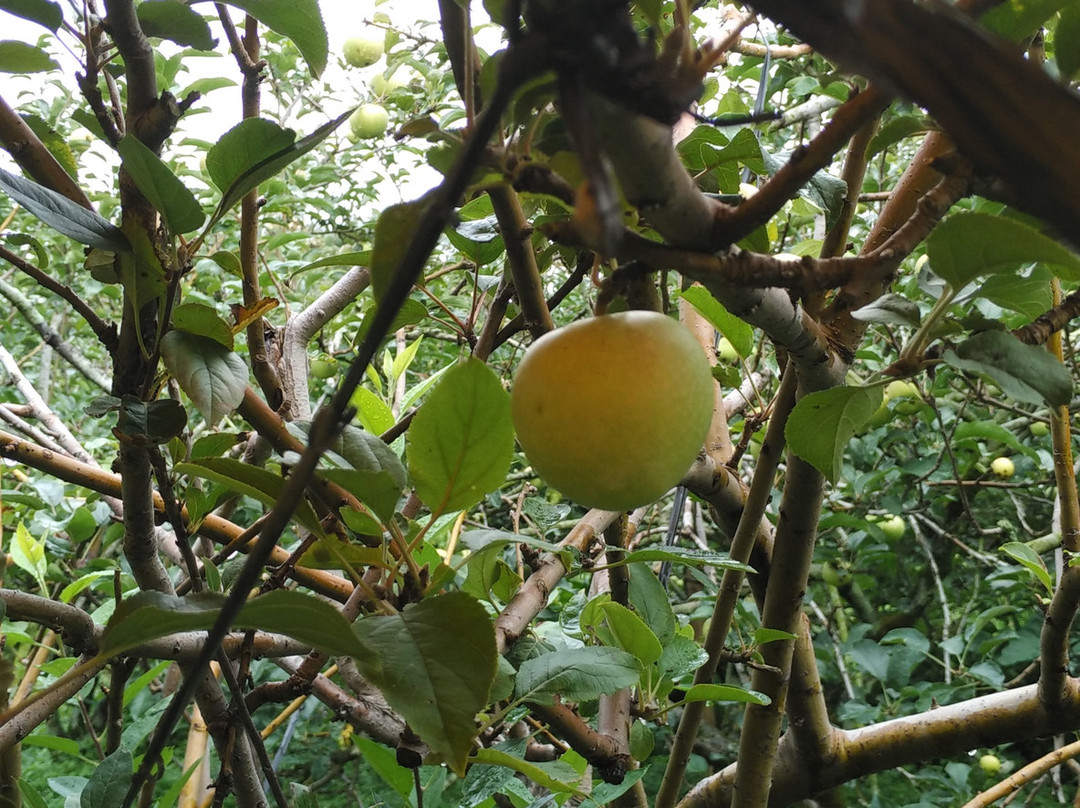 Wisata Petik Apel Makmur Abadi-巴图必去景点