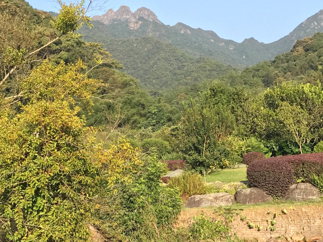 梅州黄蜂窝茶山-兴宁市必去景点