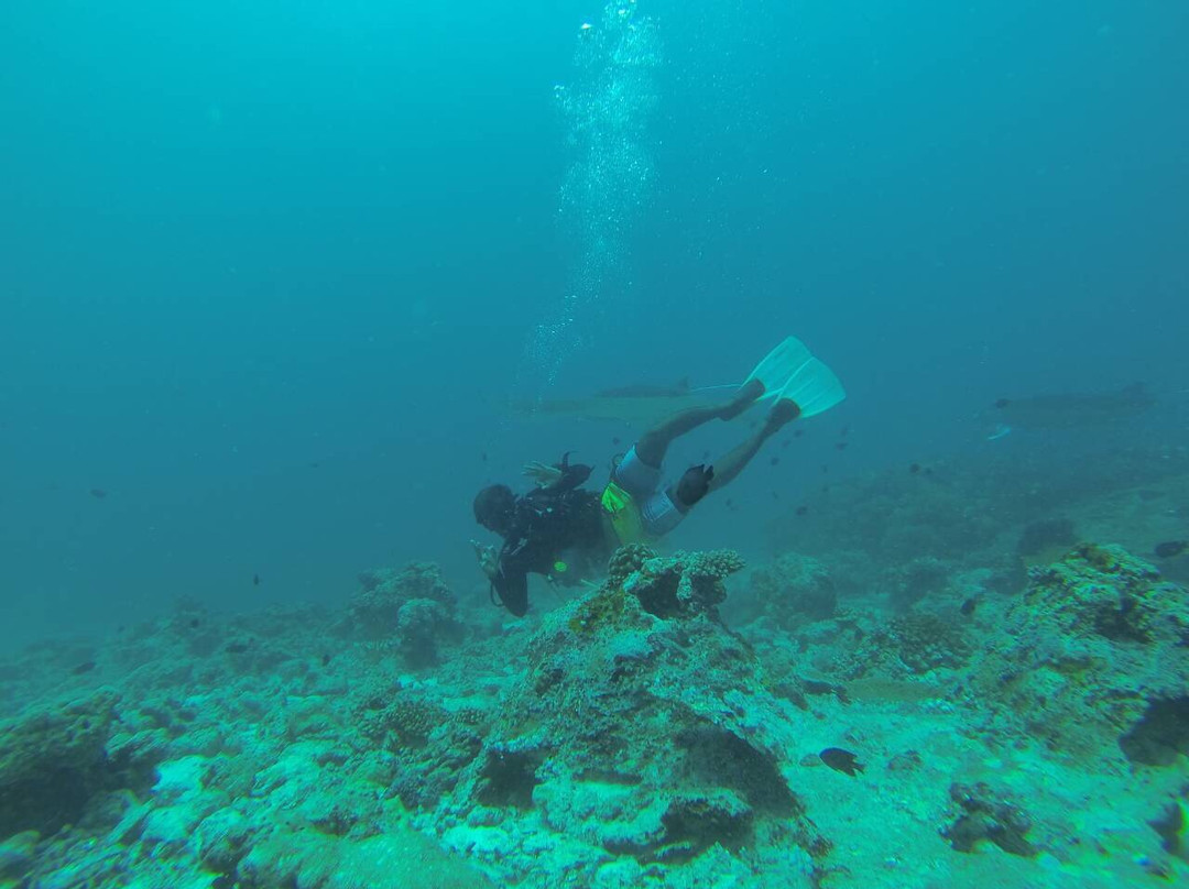 Fish Head Dives & Water Sports-Hangnaameedhoo Island必去景点